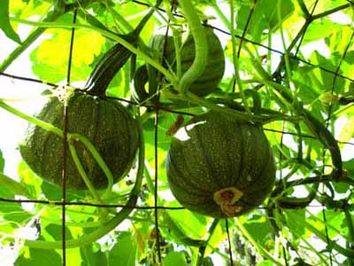 Vertical Gardening 101