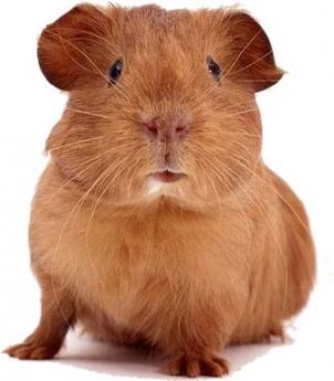 108-0716095250-guinea-pig.jpg